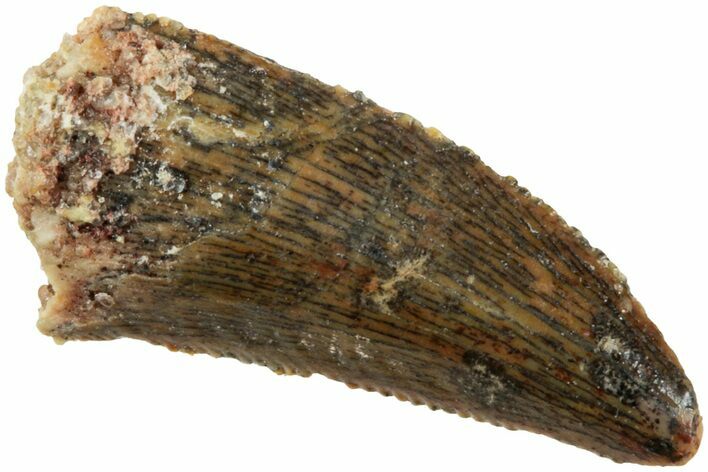 Serrated, Raptor Tooth - Real Dinosaur Tooth #238645